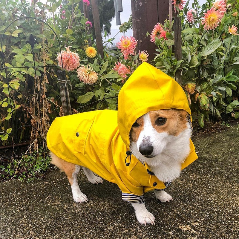 Pet Waterproof Raincoat