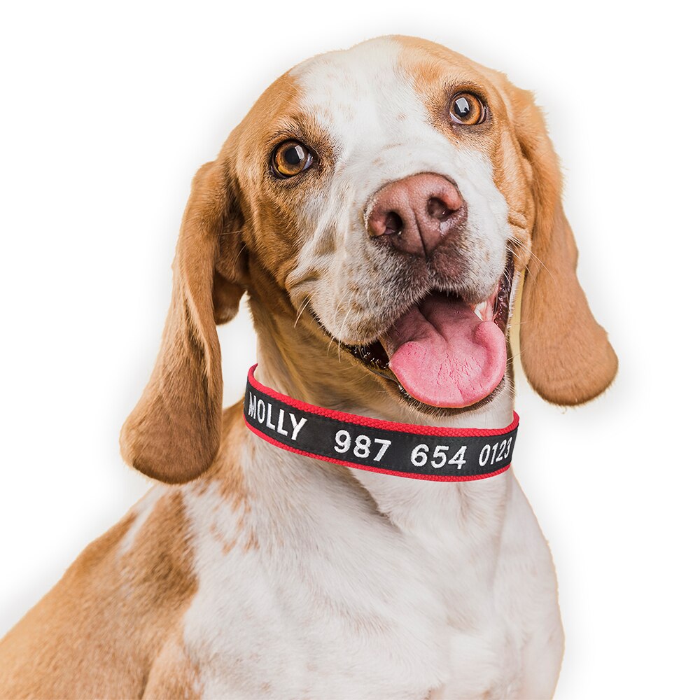 Adjustable Custom Nylon Dog Collar
