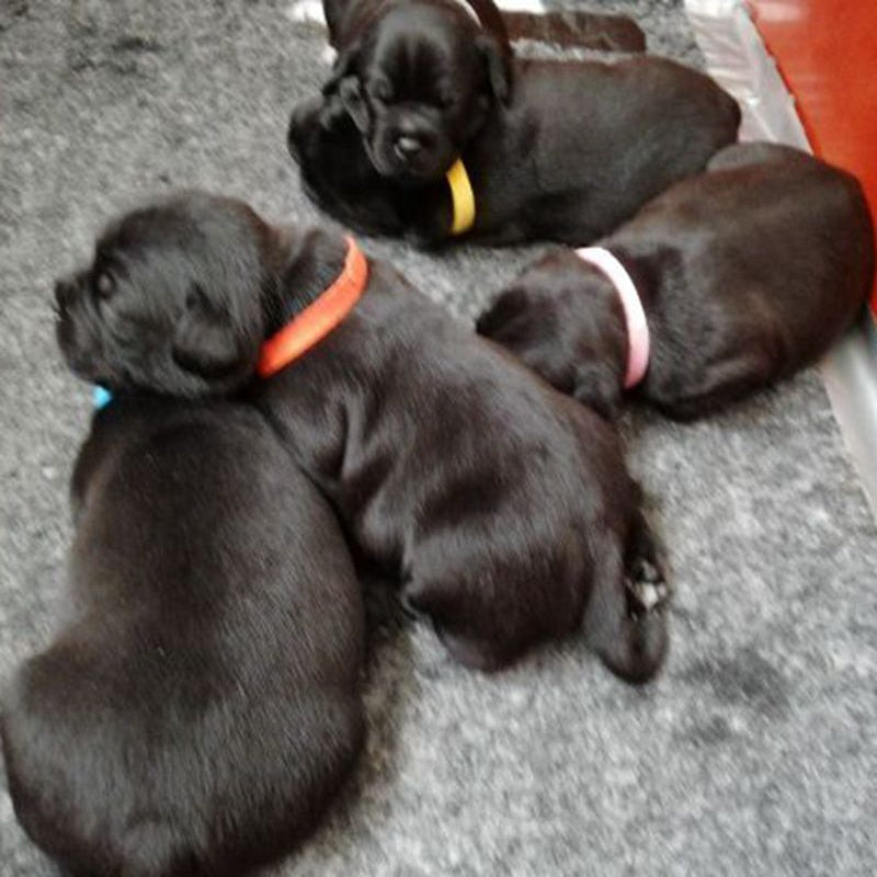 Set Puppy Newborn Identify Collars