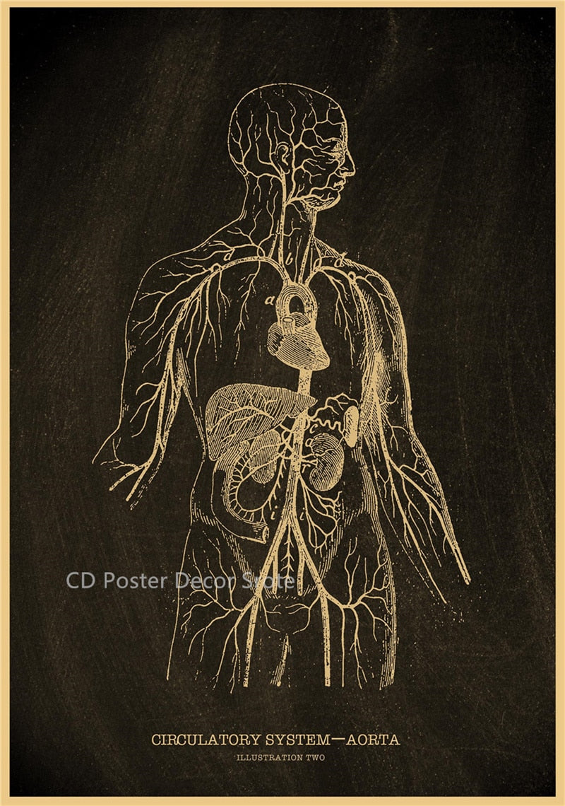 Anatomical Skeleton Chalkboard Poster