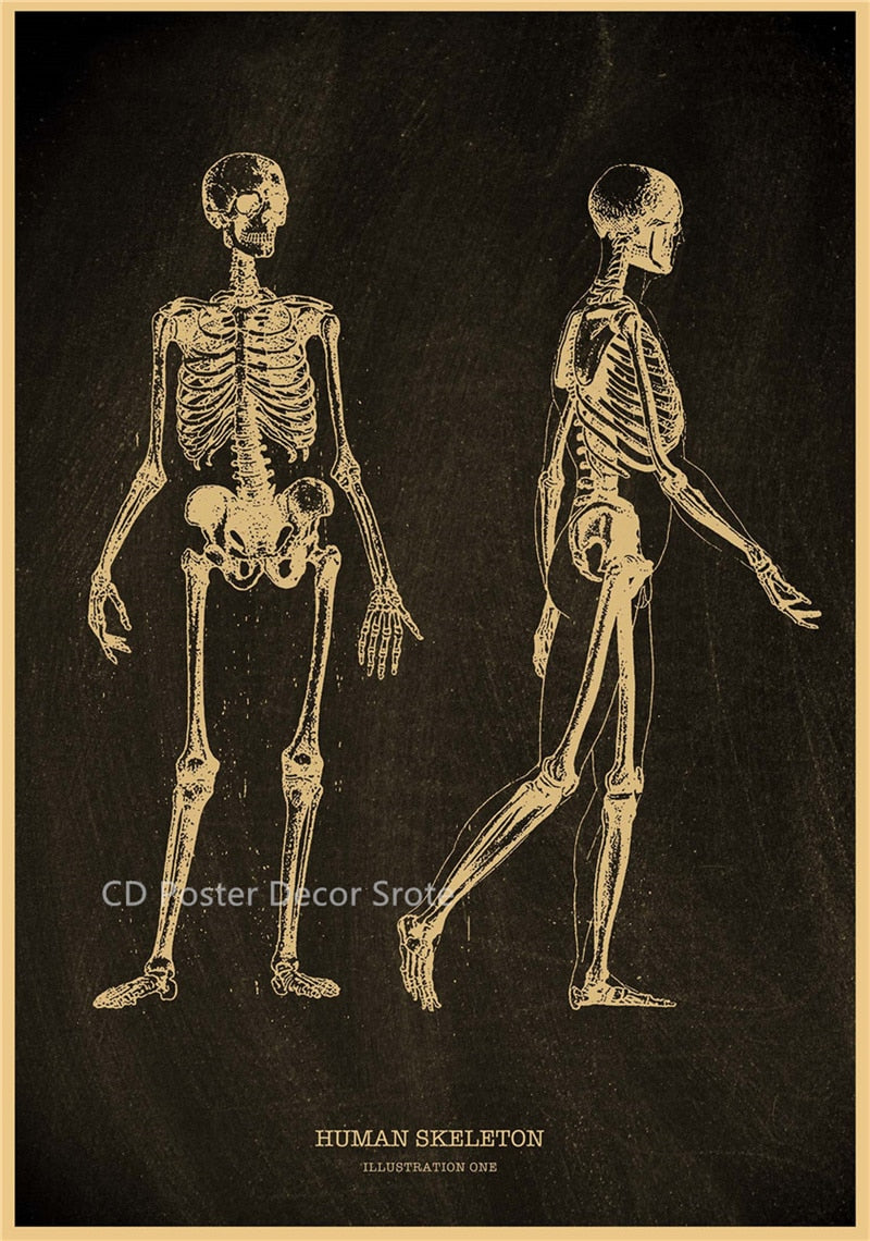 Anatomical Skeleton Chalkboard Poster