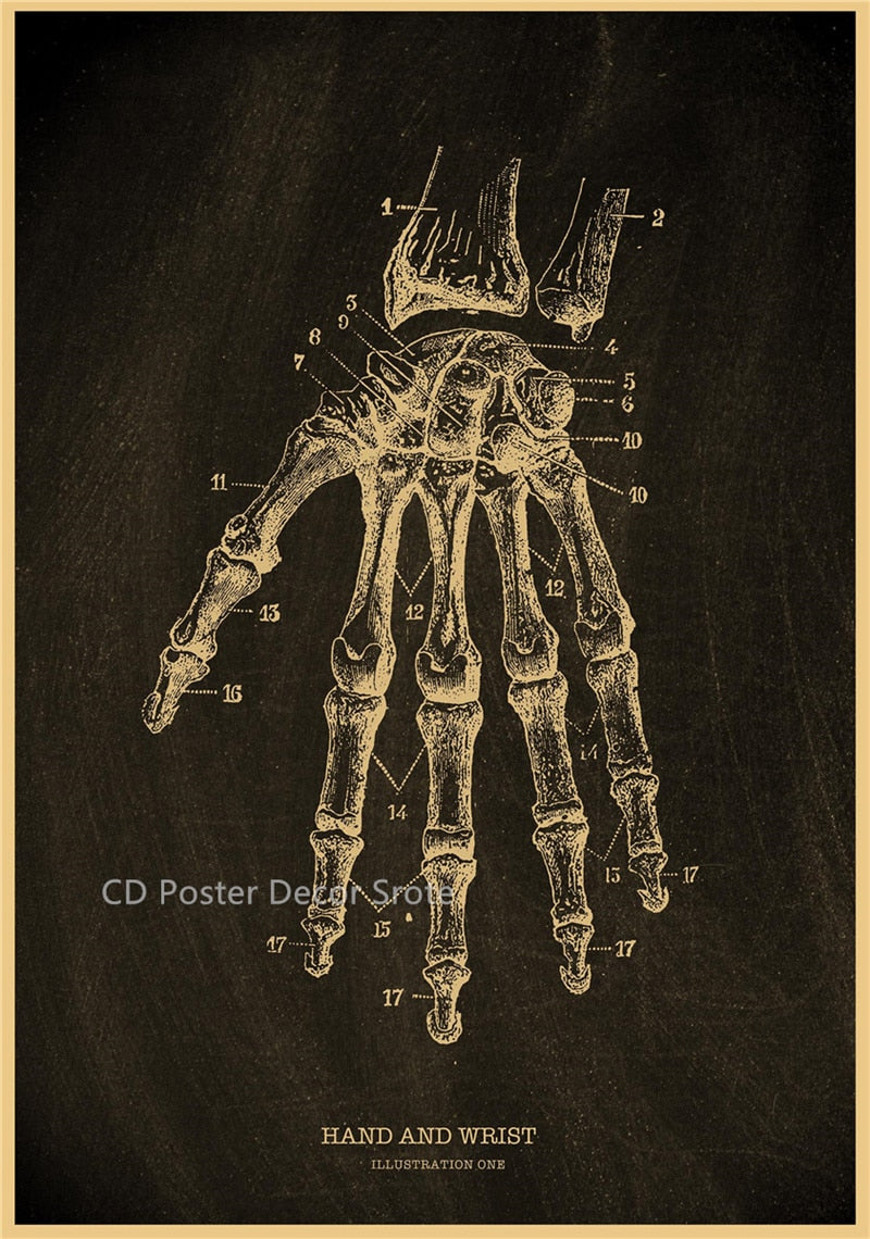 Anatomical Skeleton Chalkboard Poster