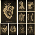 Anatomical Skeleton Chalkboard Poster