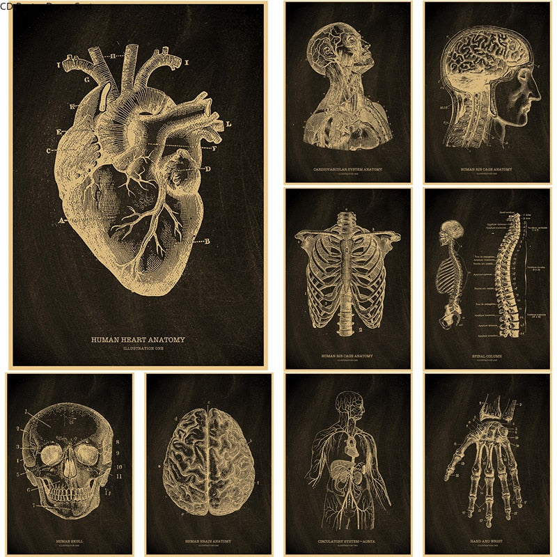 Anatomical Skeleton Chalkboard Poster
