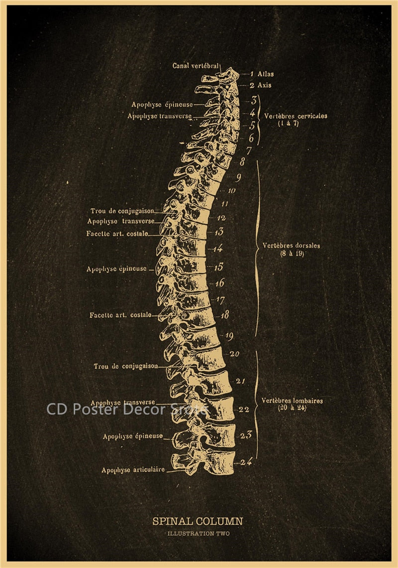 Anatomical Skeleton Chalkboard Poster