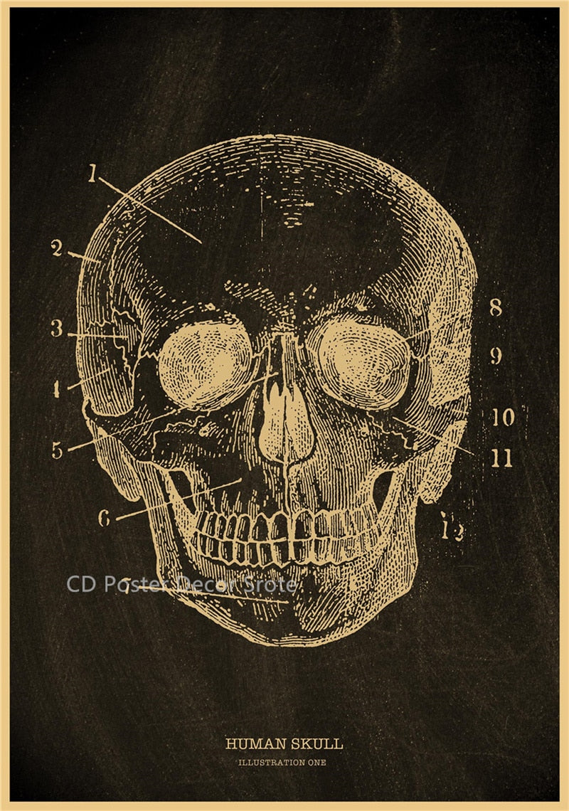 Anatomical Skeleton Chalkboard Poster