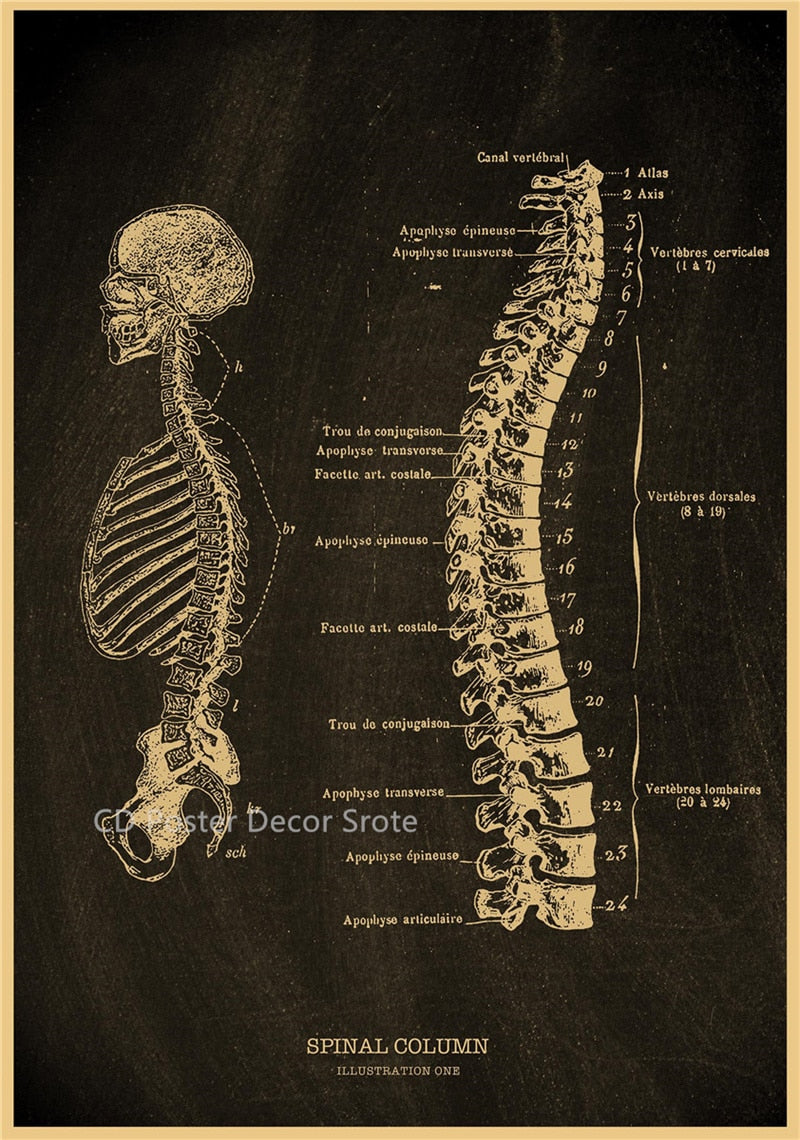 Anatomical Skeleton Chalkboard Poster