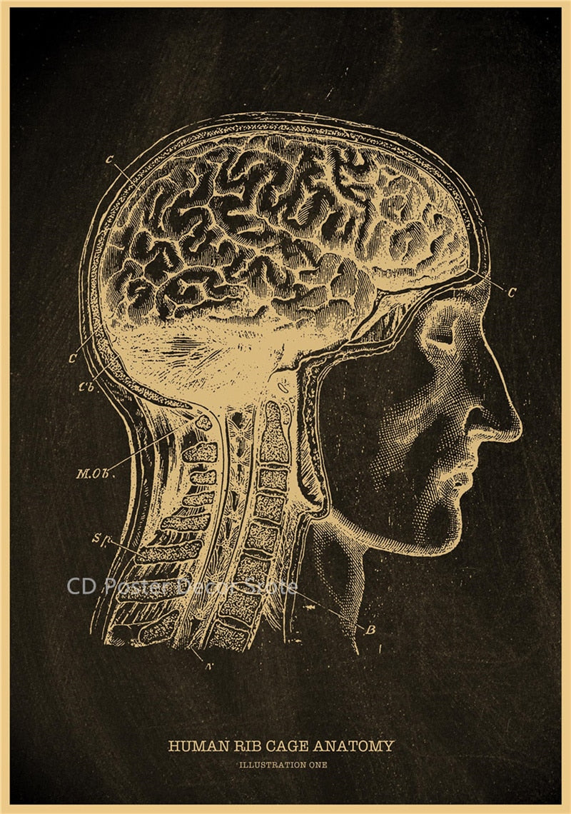 Anatomical Skeleton Chalkboard Poster