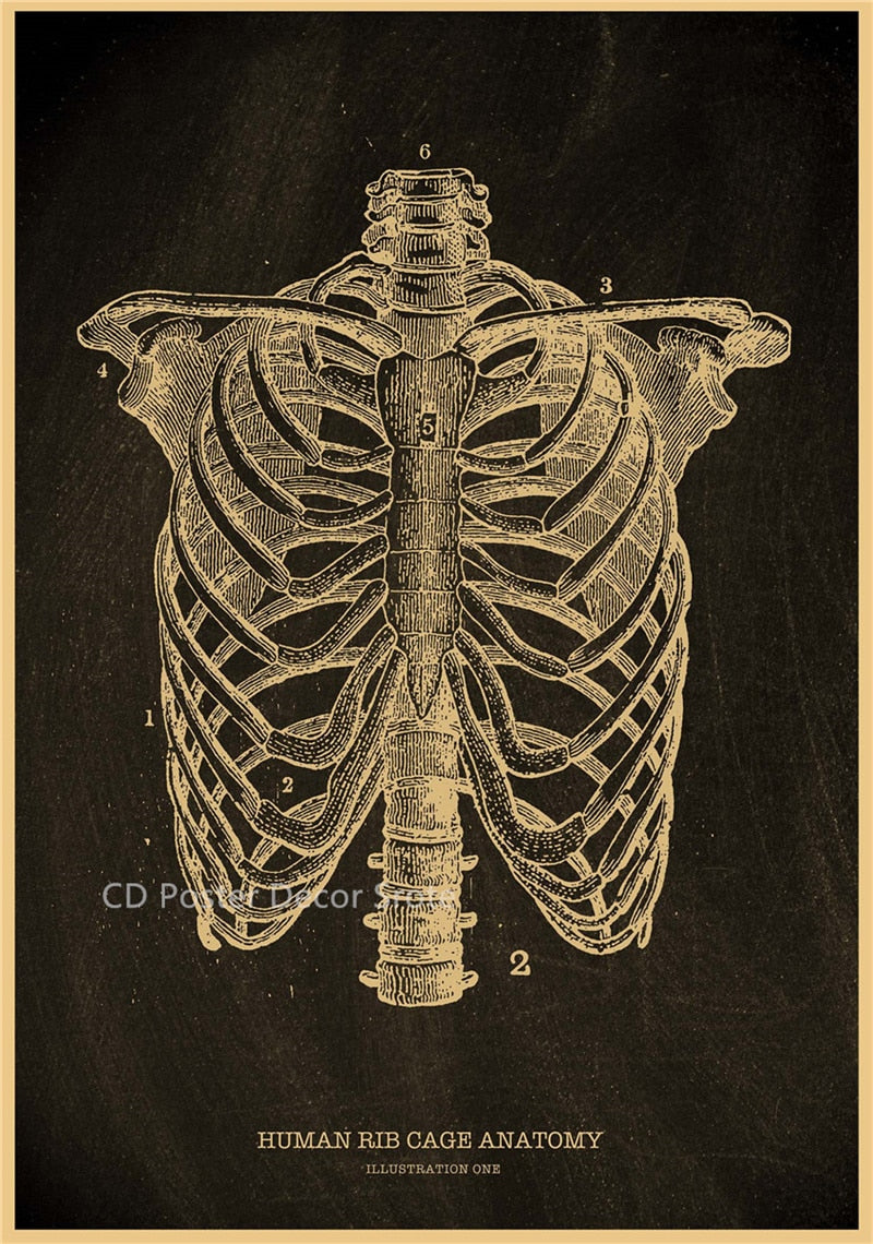 Anatomical Skeleton Chalkboard Poster