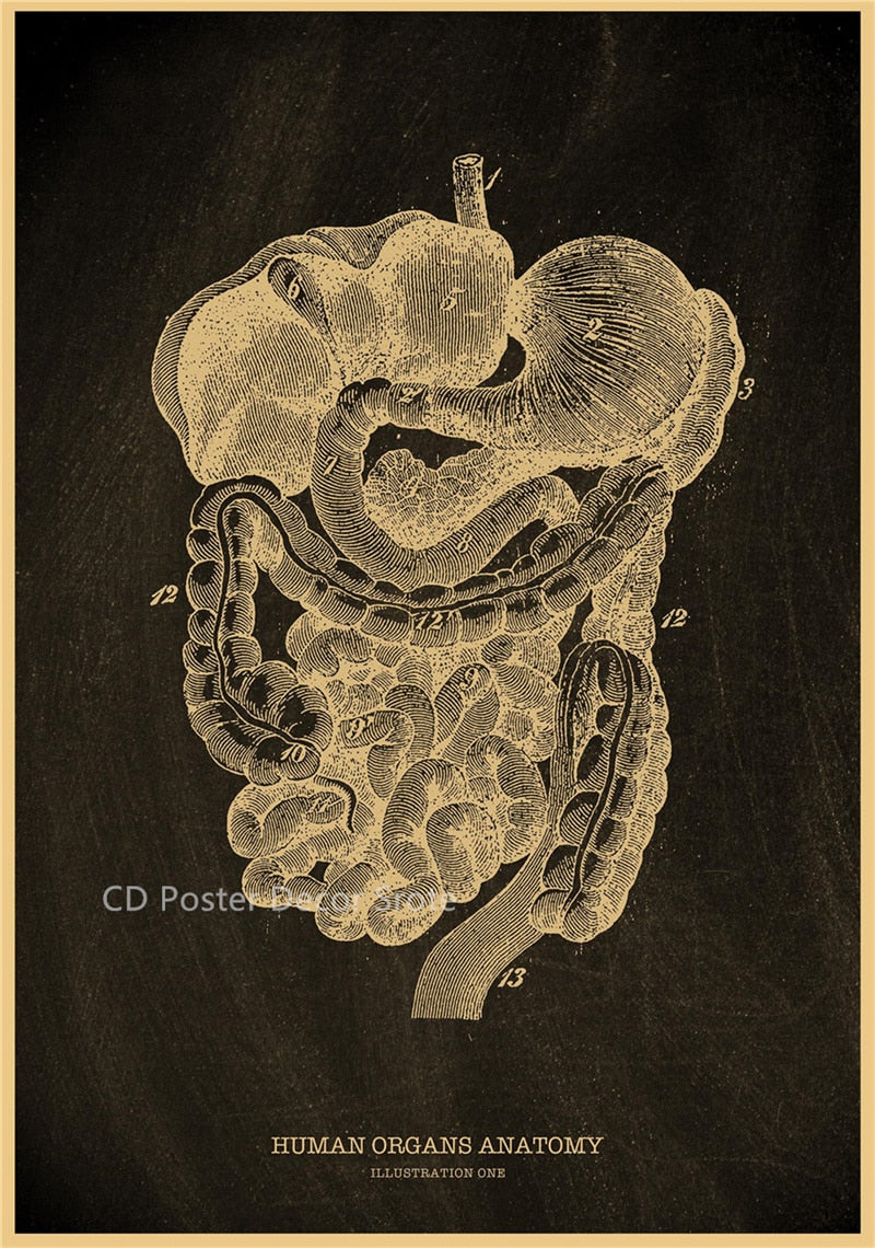Anatomical Skeleton Chalkboard Poster