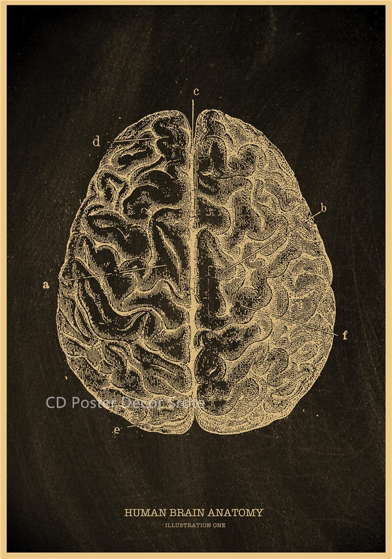 Anatomical Skeleton Chalkboard Poster