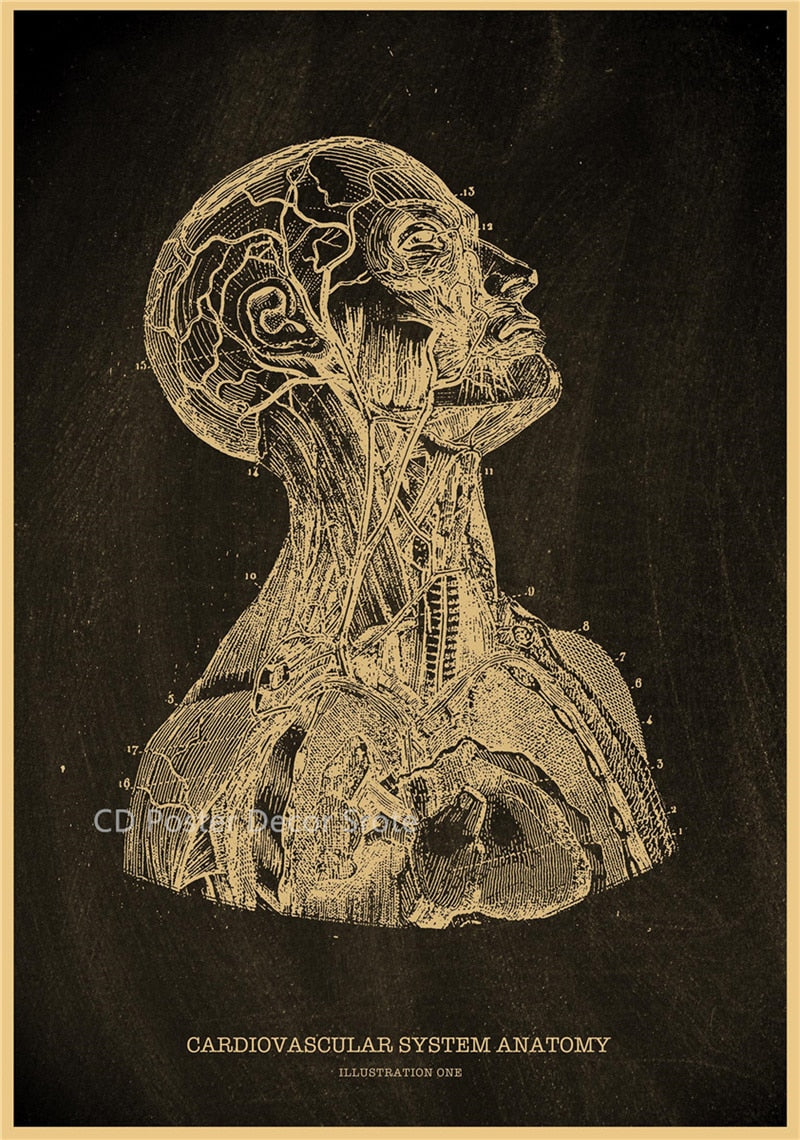 Anatomical Skeleton Chalkboard Poster